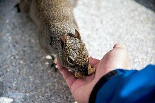 fountain of youth boulevard person feeding squirrel st. augustine